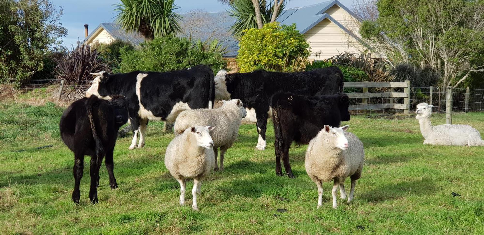Awatea Country Bed & Breakfast Kaikoura Dış mekan fotoğraf