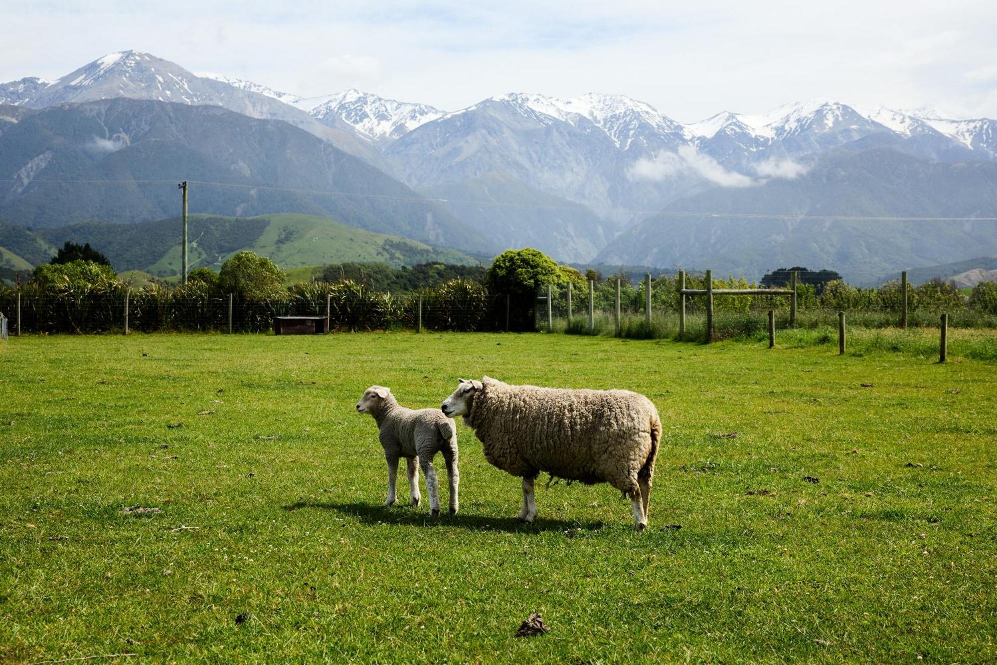 Awatea Country Bed & Breakfast Kaikoura Dış mekan fotoğraf